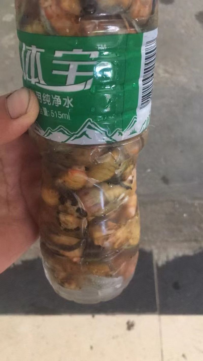 金蝉白蝉