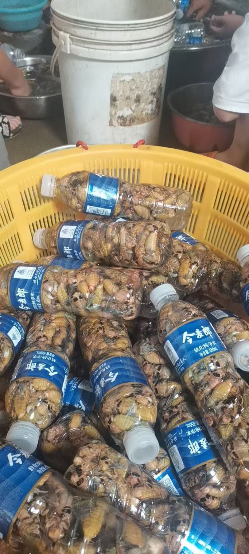 金蝉白蝉