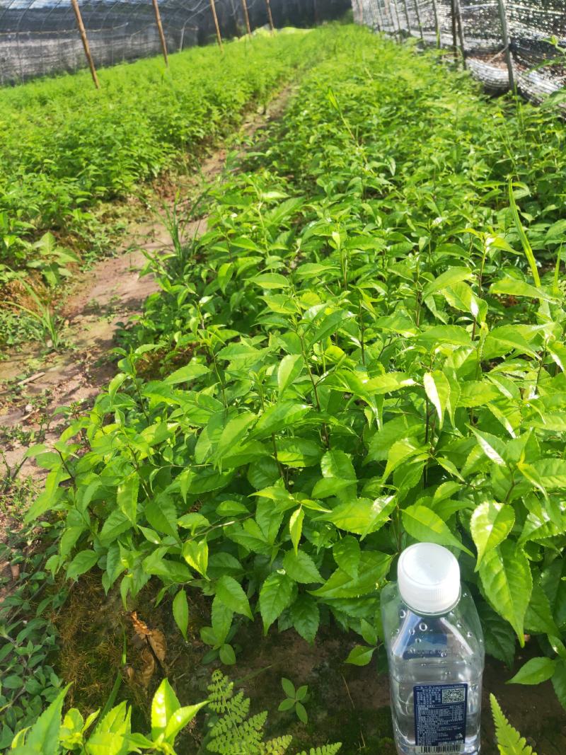 岗梅种子种苗江西正宗小叶岗梅基地直供，提供育苗技术