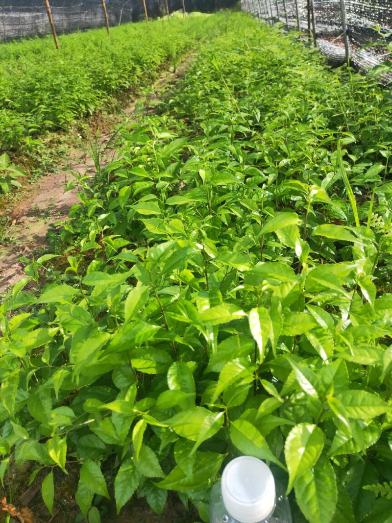 岗梅种子种苗江西正宗小叶岗梅基地直供，提供育苗技术