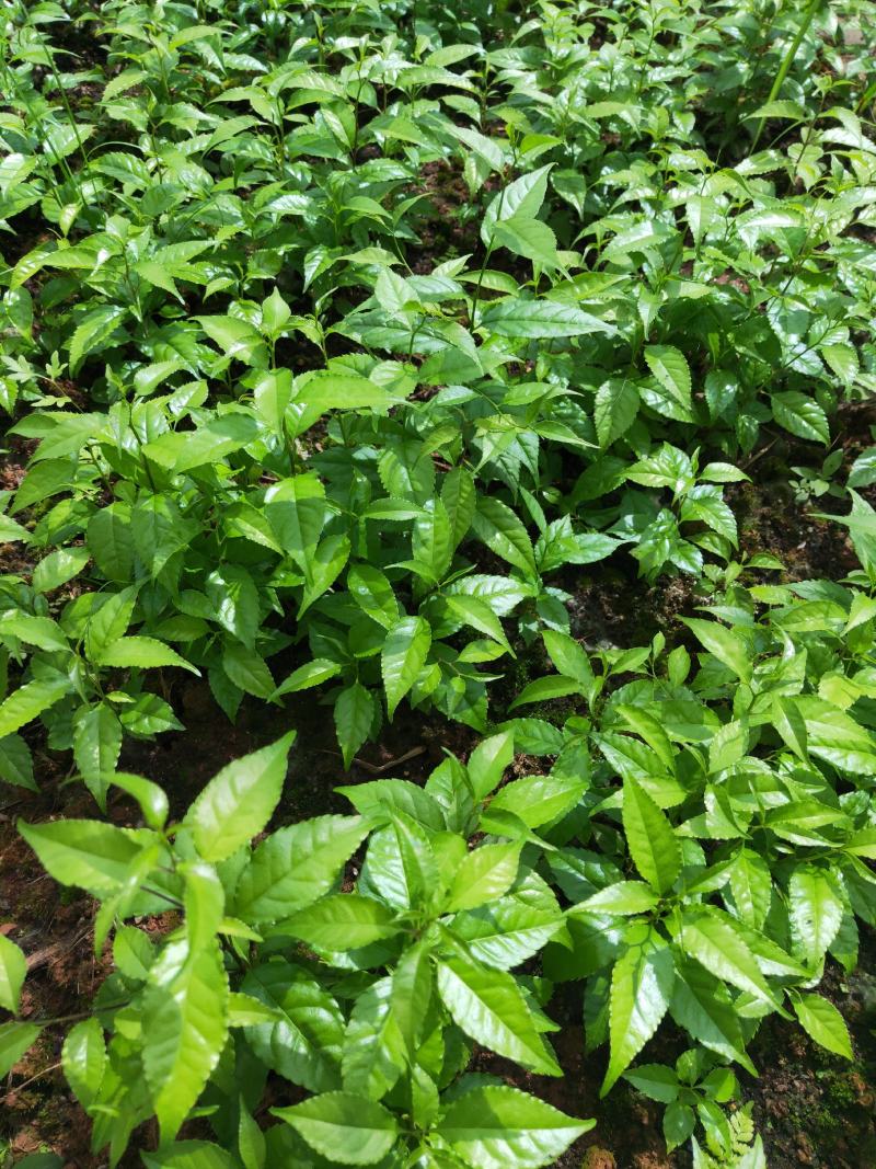 岗梅种子种苗江西正宗小叶岗梅基地直供，提供育苗技术