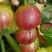 灯笼果苗，该品种是从加拿引进我国，结果大，产量高。