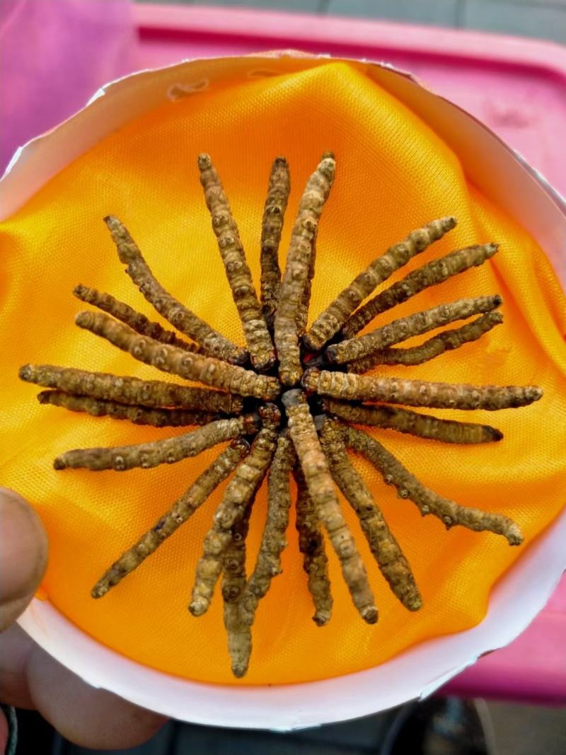 冬虫夏草................