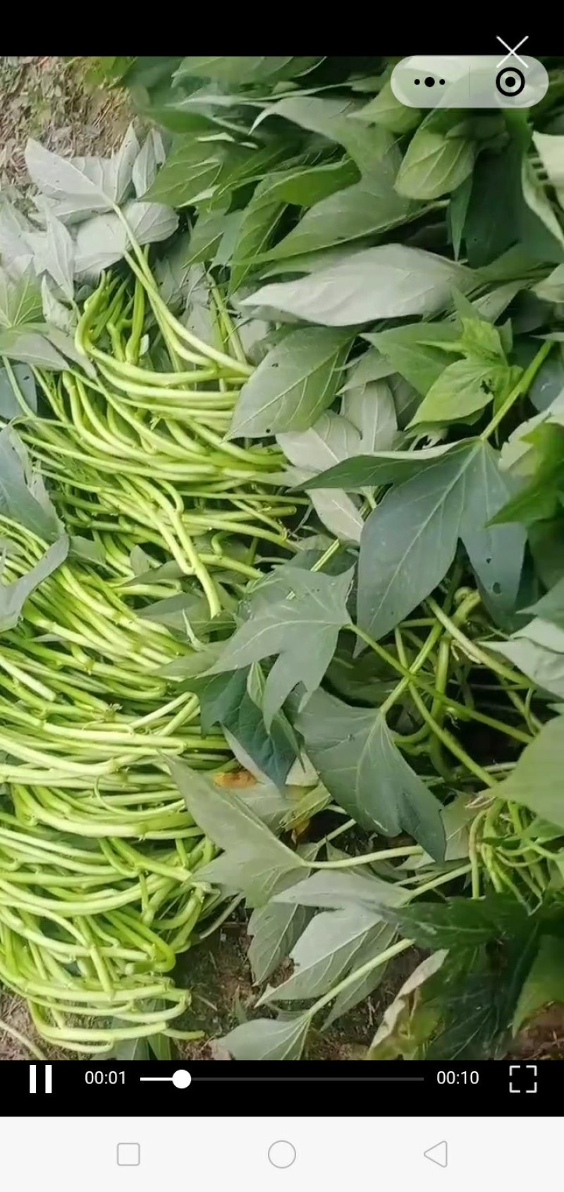 正宗台湾红薯叶免剥皮