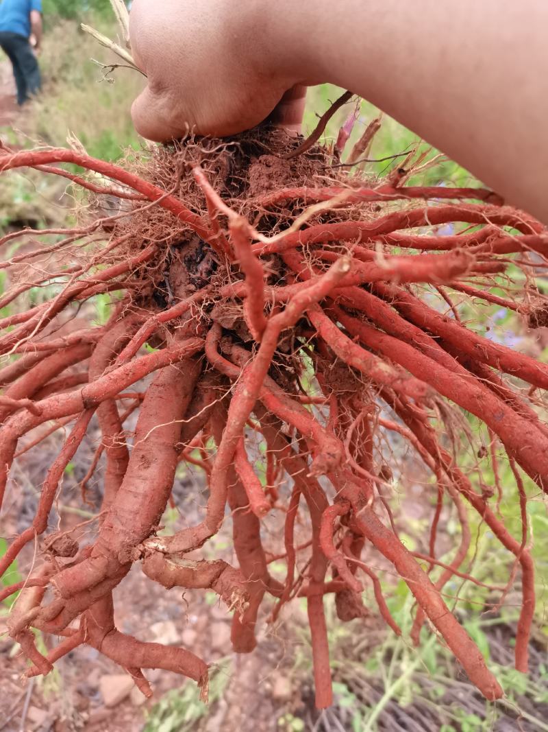 新鲜野生紫丹参中药材整颗特级现挖紫花丹参茶红参500g