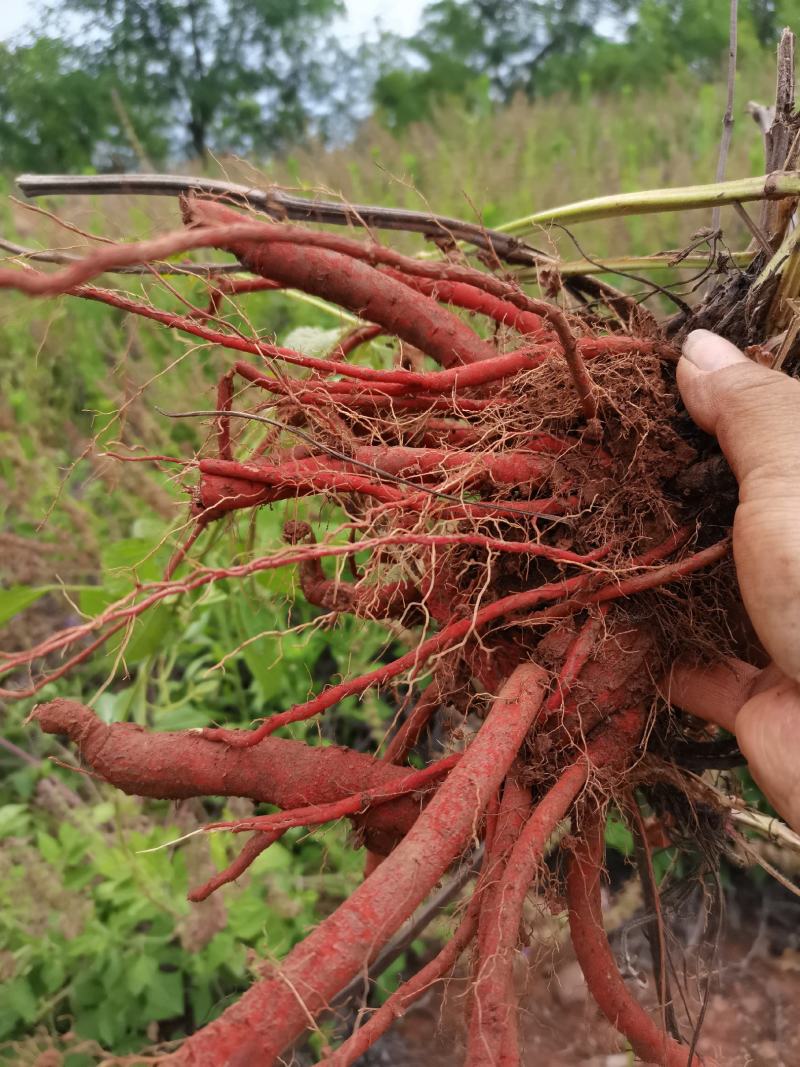 新鲜野生紫丹参中药材整颗特级现挖紫花丹参茶红参500g