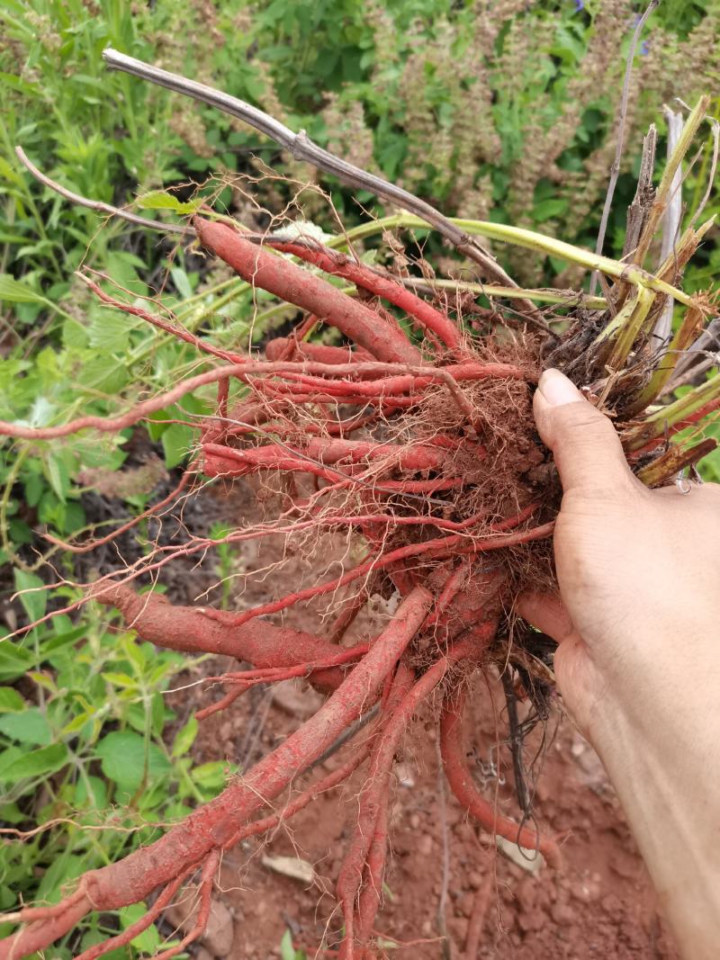 新鲜野生紫丹参中药材整颗特级现挖紫花丹参茶红参500g