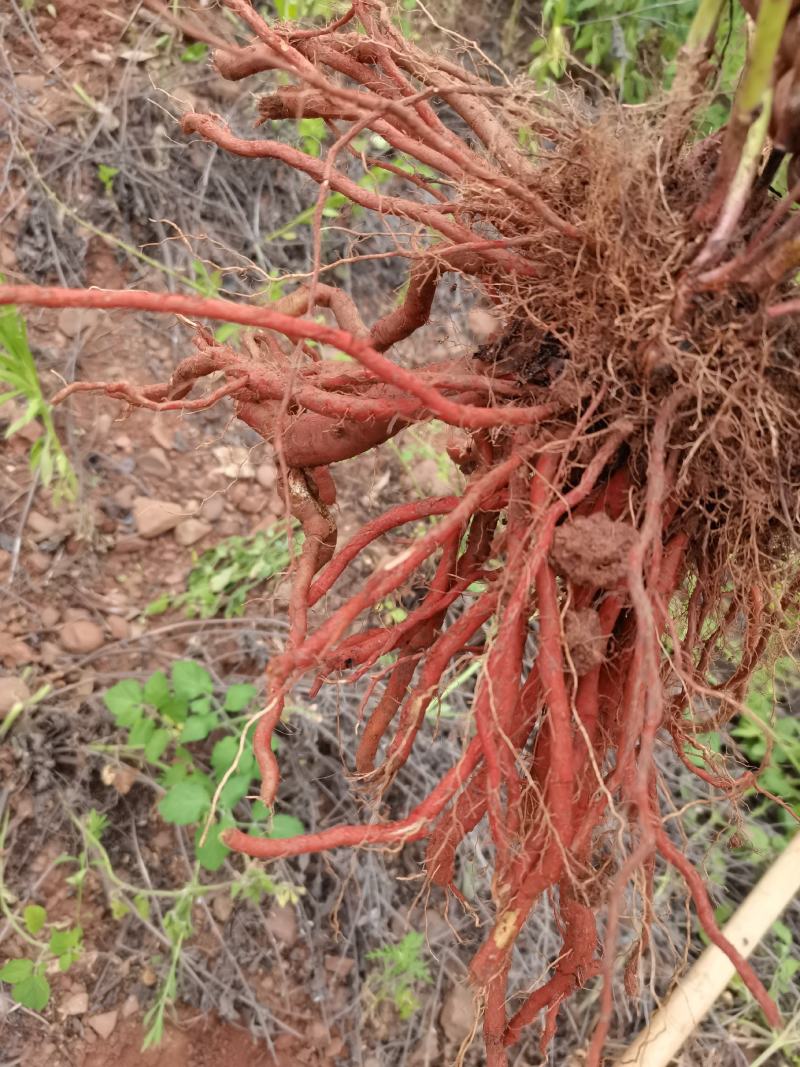 新鲜野生紫丹参中药材整颗特级现挖紫花丹参茶红参500g