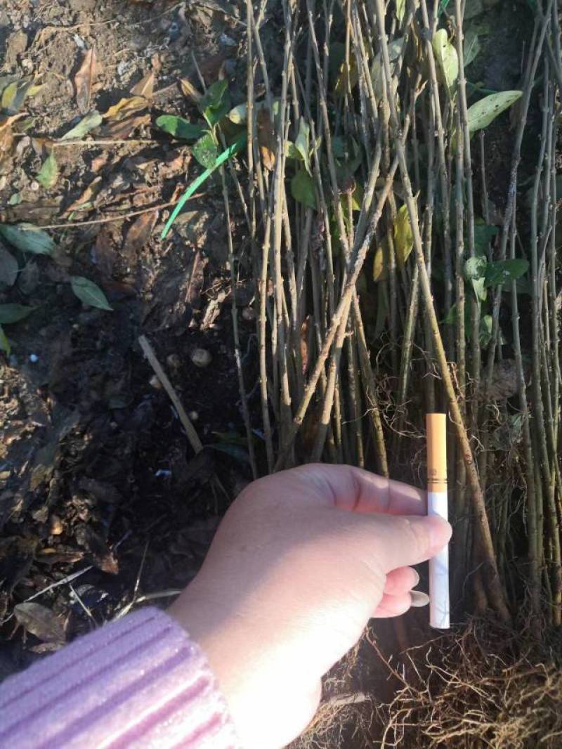 水蜡小苗批发水蜡女贞小苗