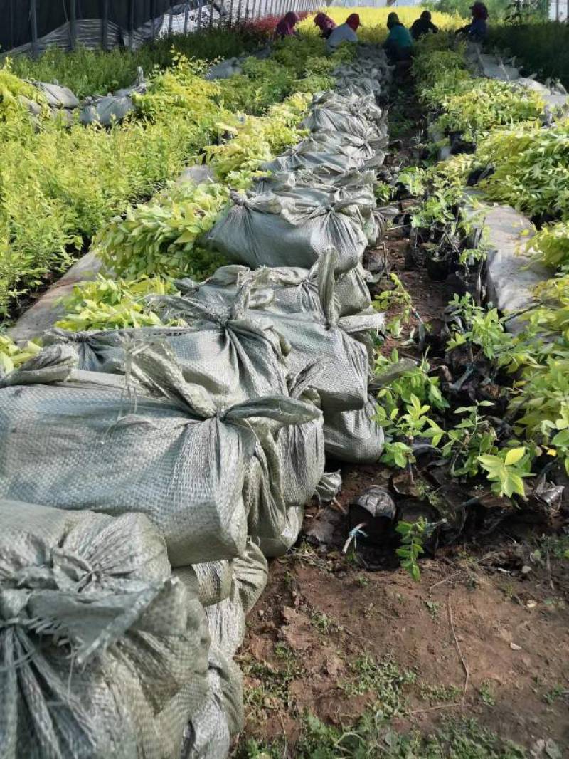 金叶榆小苗播种金叶榆苗高质量好