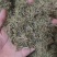半边莲净货新货草药大全各种中药材批发