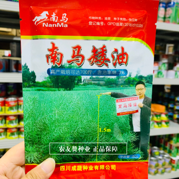 南马矮油油菜种子含油量高秋冬油菜榨油菜籽种矮杆油菜