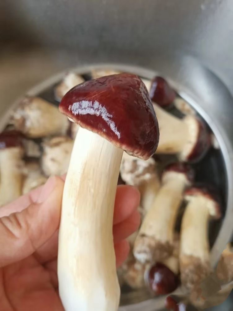赤松茸