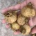 贵龙5号刺梨干果现货不做差品不做差品！