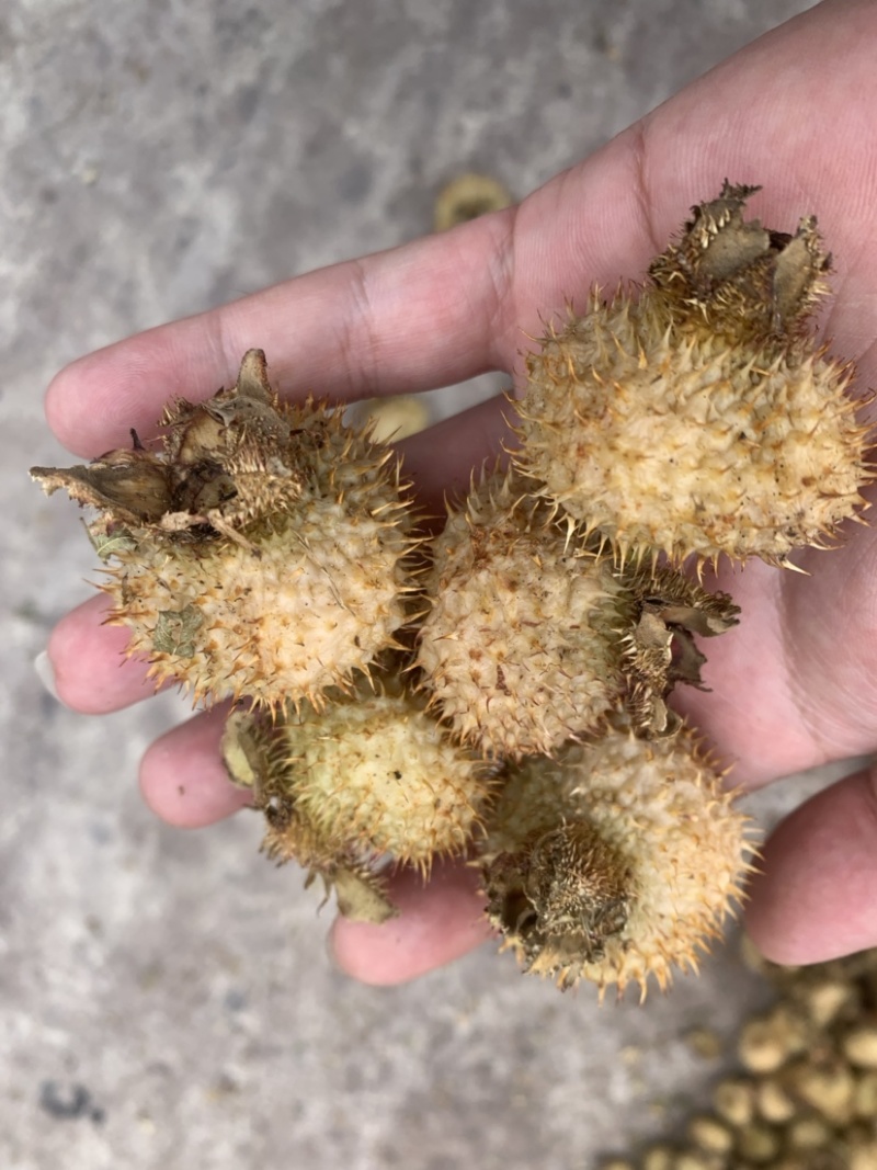 贵龙5号刺梨干果现货不做差品不做差品！
