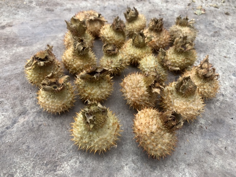 贵龙5号刺梨干果现货不做差品不做差品！