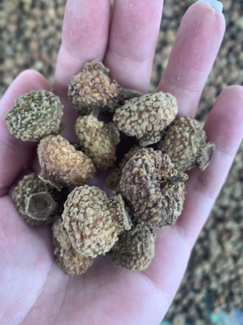 贵龙5号刺梨干果现货不做差品不做差品！