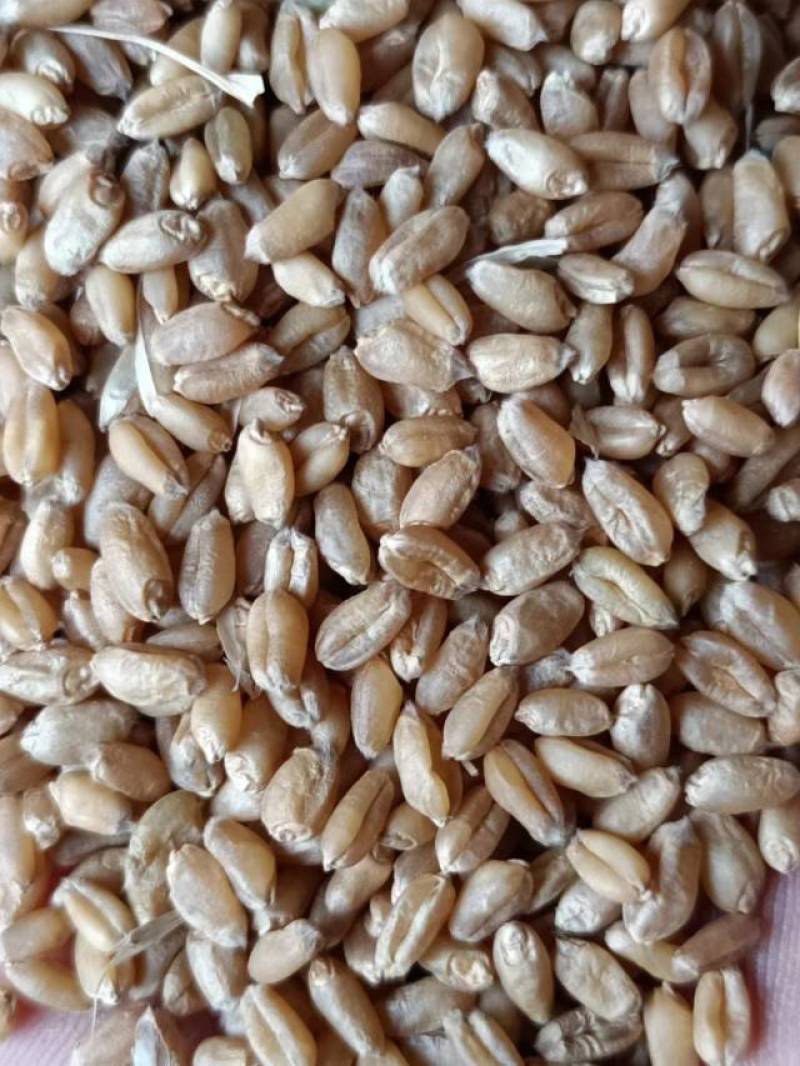 小麦汉中优质小麦质量优。一手货源，欢迎新老客户接洽。