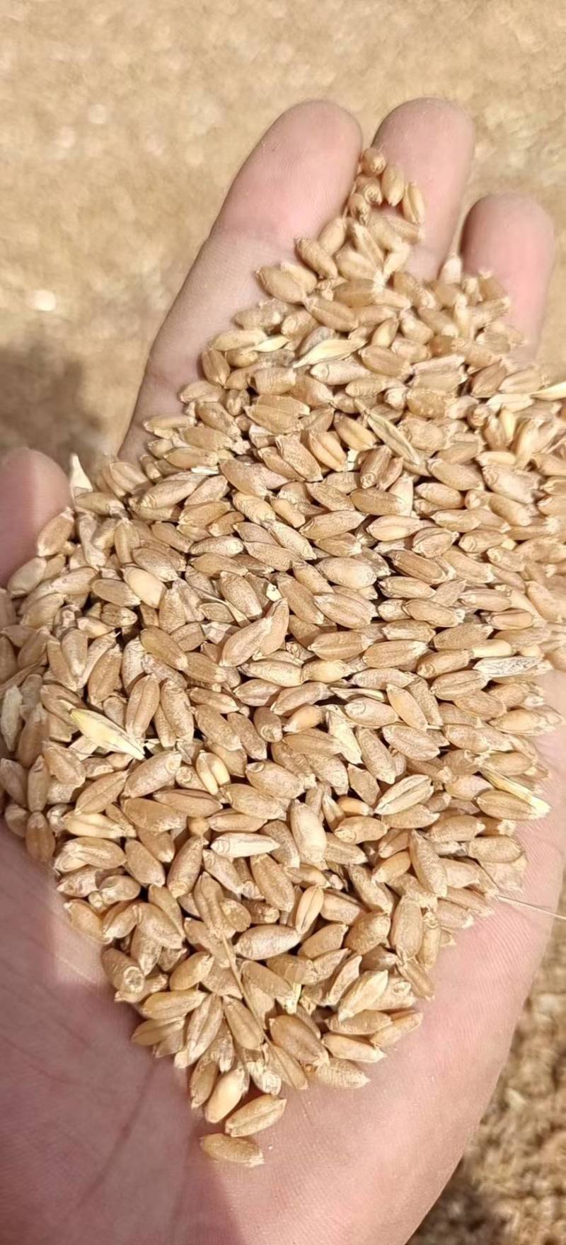 小麦汉中优质小麦质量优。一手货源，欢迎新老客户接洽。