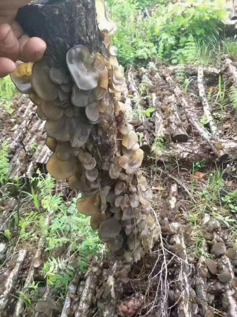 黑龙江木耳一手货源基地直发源头黑木耳香菇碗耳秋木耳