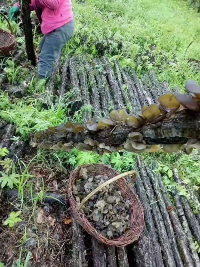 黑龙江木耳一手货源基地直发源头黑木耳香菇碗耳秋木耳