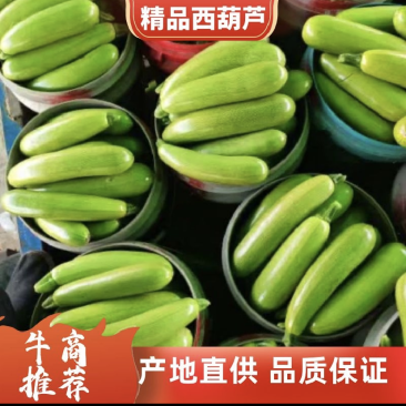 定西西葫芦大量批发.面积大、质量保证.产地直销