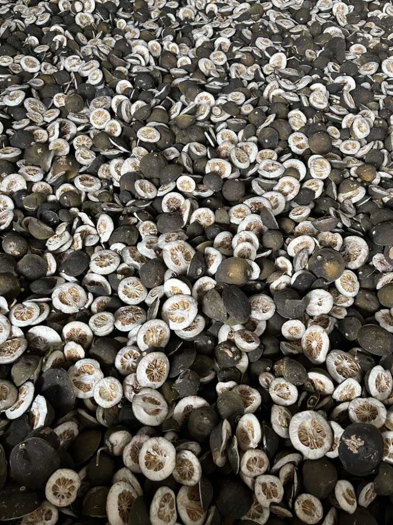 浙江衢州胡柚枳壳，