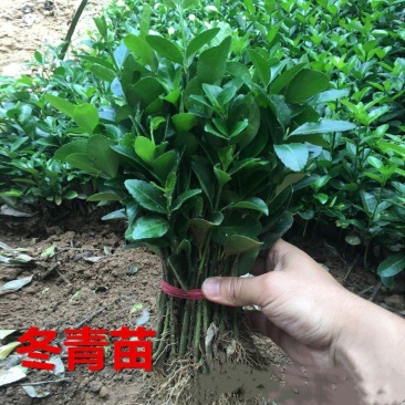 冬青苗,大叶黄扬苗绿化冬青床苗,量大根系好适合庭院色苗