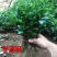 冬青苗,大叶黄扬苗绿化冬青床苗,量大根系好适合庭院色苗