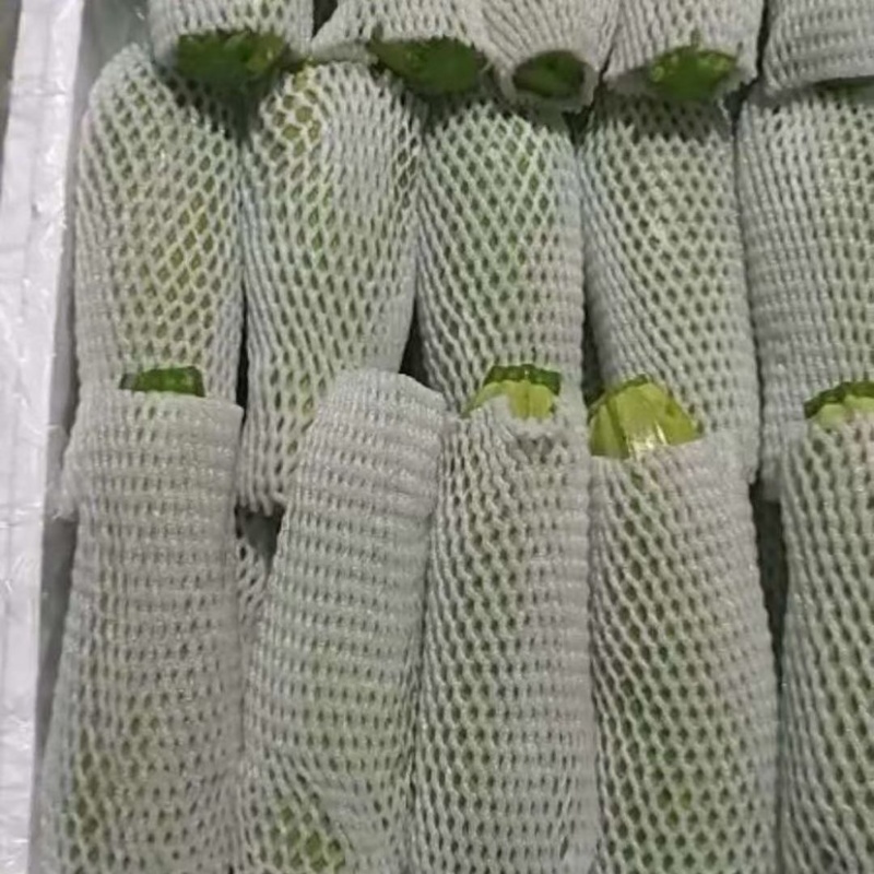 定西西葫芦大量批发.面积大、质量保证.产地直销
