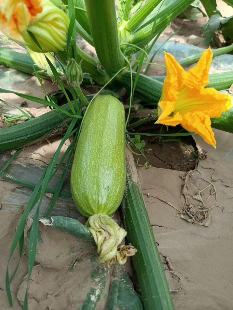 定西西葫芦大量批发.面积大、质量保证.产地直销