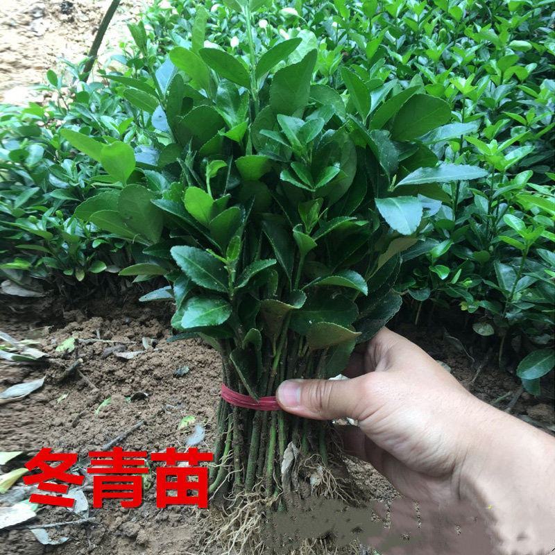 冬青苗,大叶黄扬苗绿化冬青床苗,量大根系好适合庭院色苗