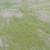 槐米