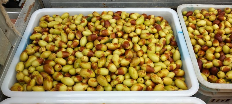 马牙枣大量供应商，实力代办，欢迎各位老板前来实地洽谈
