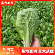 快菜，小白菜，万亩基地，常年不断货供应，价格低质量优