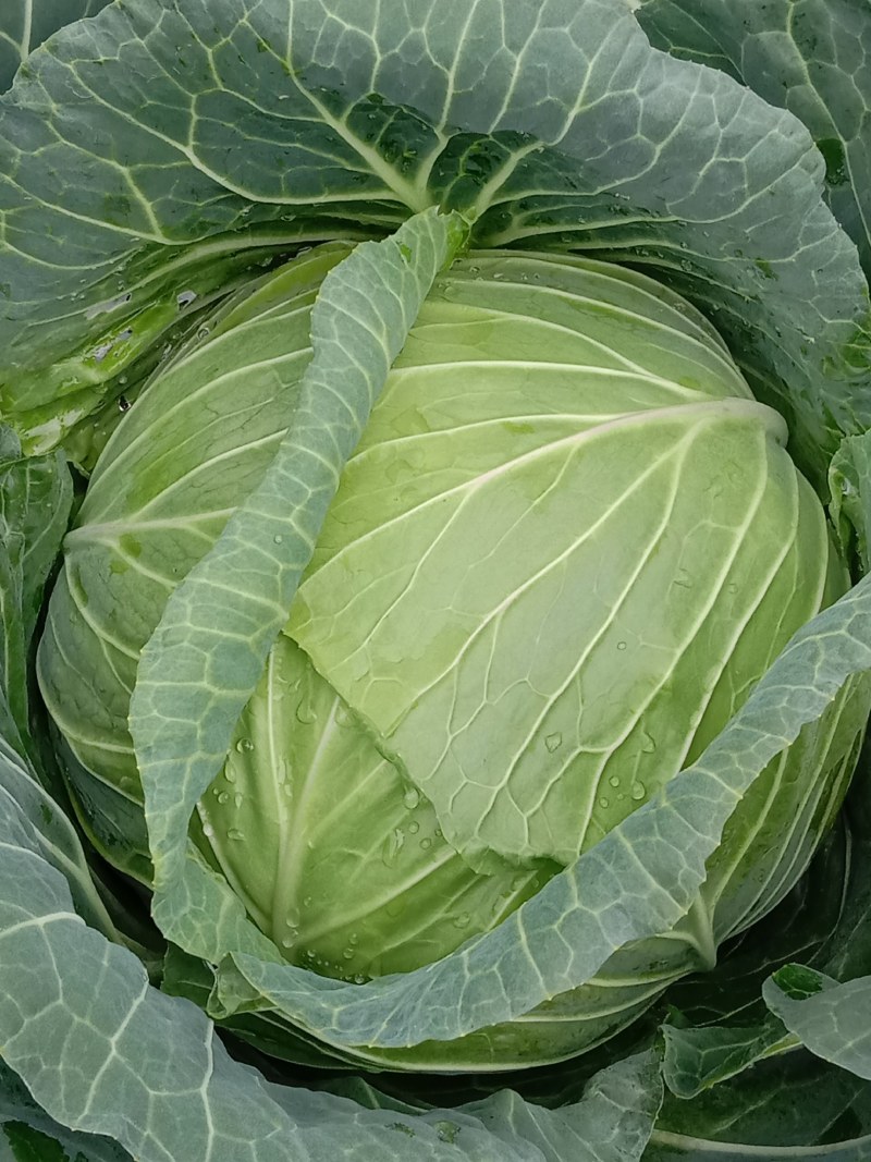 高山甘蓝寒将军莲花白包包菜，大量上市欢迎新老客户