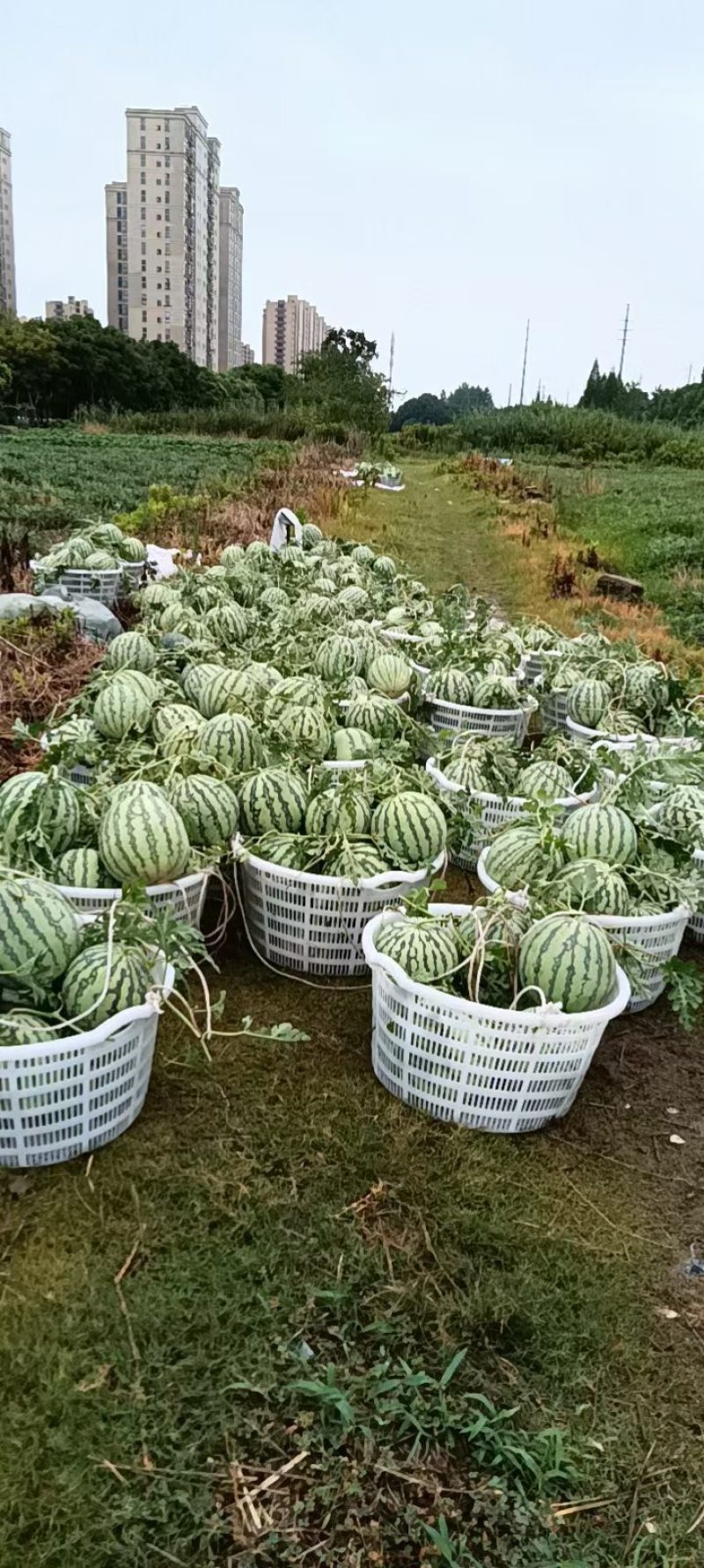 8424露天头茬瓜，保质保量，西瓜带藤带叶