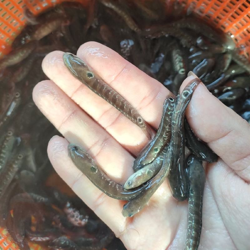 七星鱼苗山斑鱼苗鱼场直供优质种苗