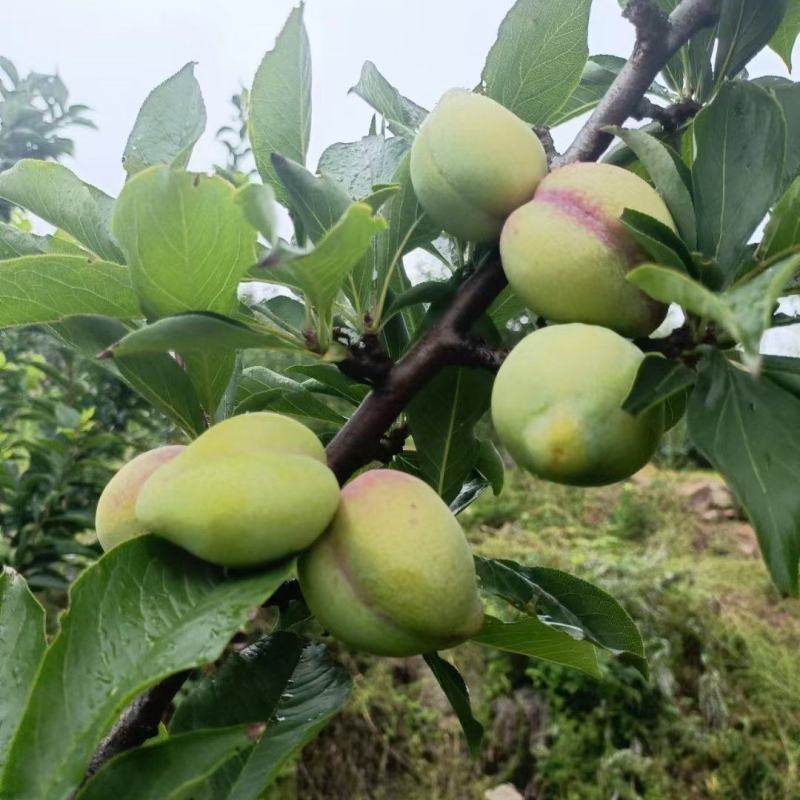 辽宁绥中吉盛李子大量上市口感好干核