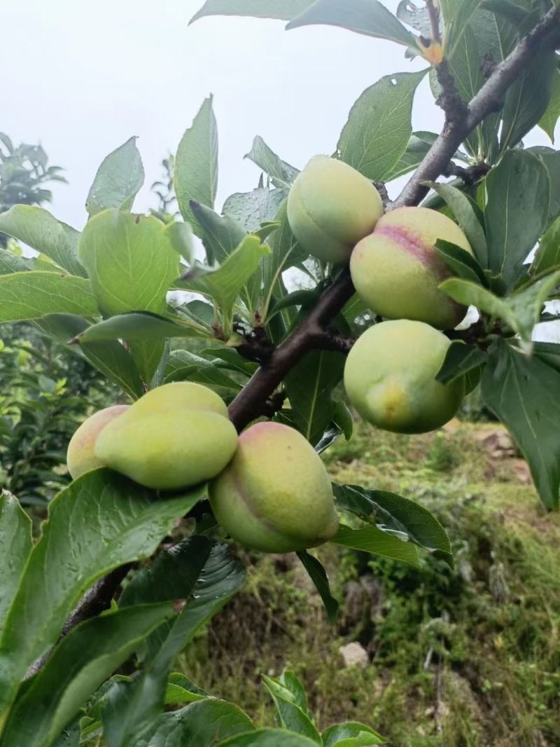 辽宁绥中吉盛李子大量上市口感好干核
