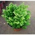 卷柏植物盆栽九死还魂草除甲醛植物盆栽防辐射花卉办公室常青
