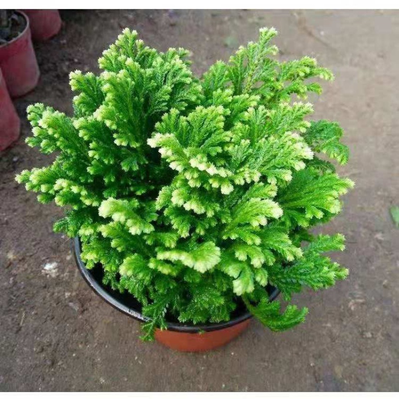 卷柏植物盆栽九死还魂草除甲醛植物盆栽防辐射花卉办公室常青