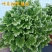 卷柏植物盆栽九死还魂草除甲醛植物盆栽防辐射花卉办公室常青