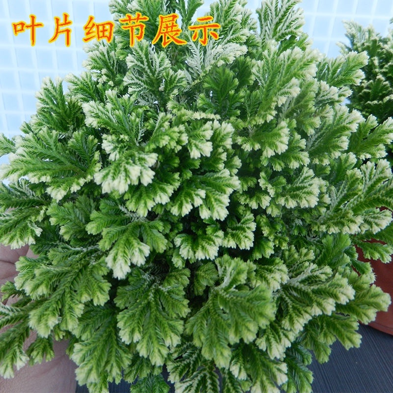 卷柏植物盆栽九死还魂草除甲醛植物盆栽防辐射花卉办公室常青