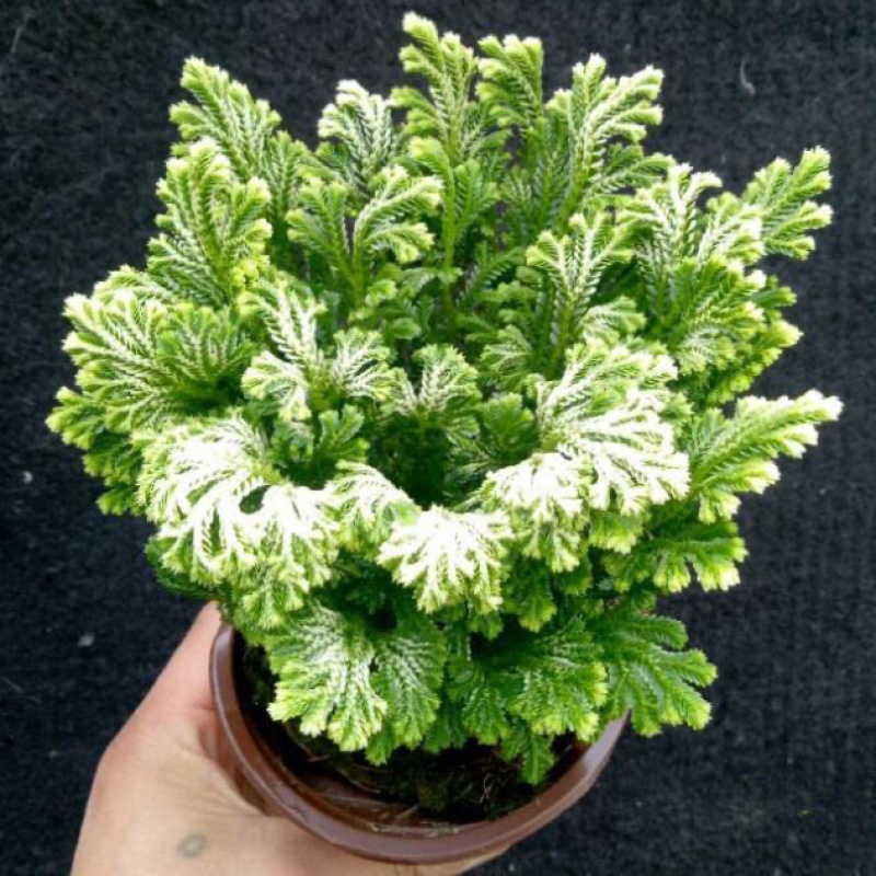 卷柏植物盆栽九死还魂草除甲醛植物盆栽防辐射花卉办公室常青