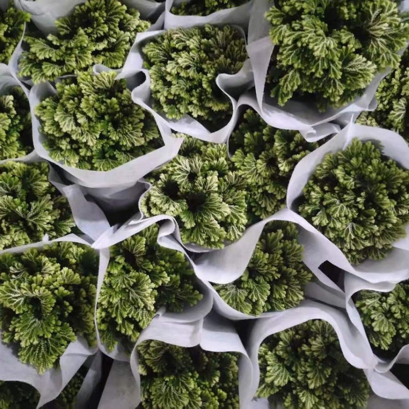 卷柏植物盆栽九死还魂草除甲醛植物盆栽防辐射花卉办公室常青