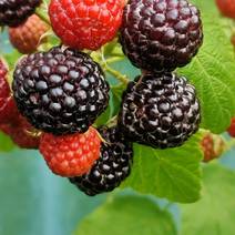 【诚信商家】精品黑树莓苗当年栽苗当年挂果口感甜香味浓价低