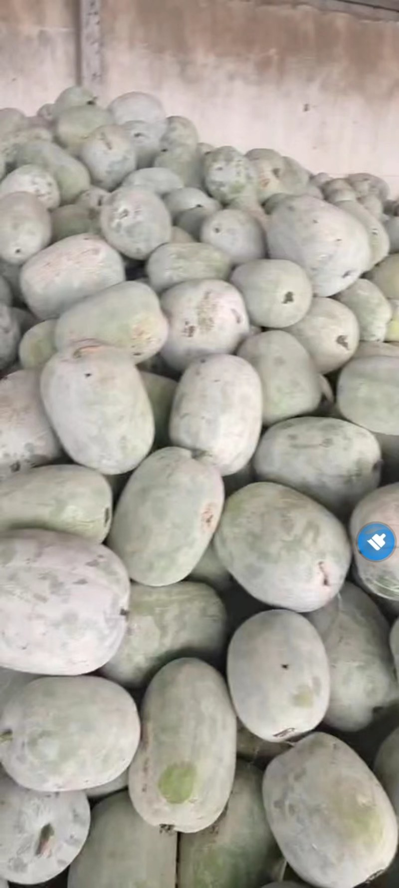 精品串零小冬瓜，三斤左右，基地货，产地直供