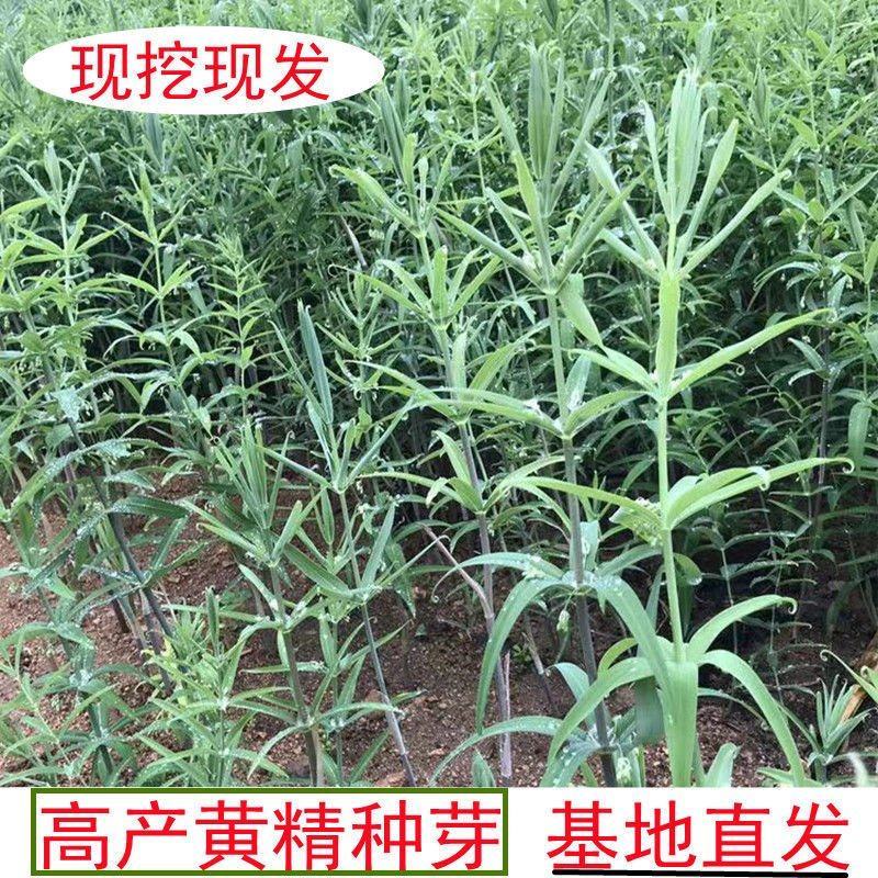 现挖野生鸡头黄精苗2-3年苗正宗鸡头黄精种芽伏牛山自播