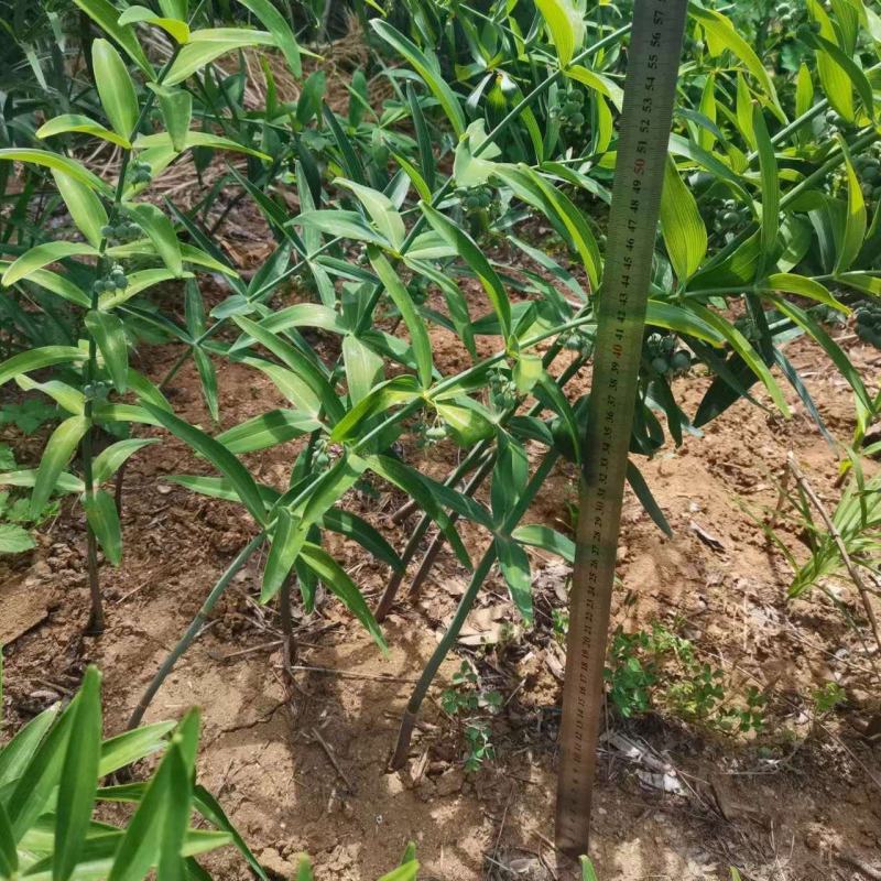 现挖野生鸡头黄精苗2-3年苗正宗鸡头黄精种芽伏牛山自播